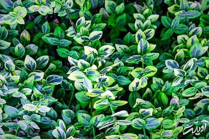 عکس گیاه شمشاد رسمی نحوه هرس شمشاد